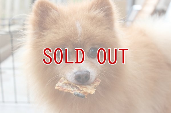 画像3: ※おひとり様2点まで※　無添加 犬 おやつ 鮭　煎餅 (3)