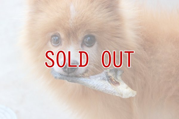 画像4: ※1注文2点まで※【国産無添加】 犬 おやつ 鮭 カマ (4)