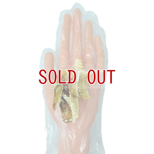 画像2: ヨシキリ鮫尾ひれ　犬おやつ・猫おやつ (2)